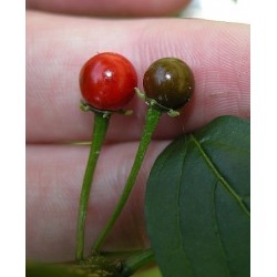 Ulupica Βολιβίας τσίλι σπόρους (Capsicum cardenasii) 2.049999 - 3
