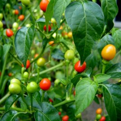 Bolivianska Chili Frö ULUPICA (Capsicum Cardenasii) 2.049999 - 4