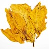 Price: €2.2 - Sementes de Tabaco Hav. Gold (Ouro) - 