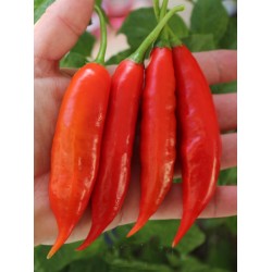 Aji Chicotillo Rojo Chili Seeds (Capsicum pendulum) 2.15 - 3