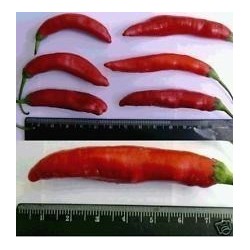 Aji Chicotillo Rojo Chili Fröer (Capsicum pendulum) 2.15 - 4