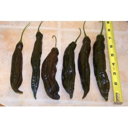 Chili Samen Aji Panca - Aji Brown (Capsicum baccatum) 1.65 - 2