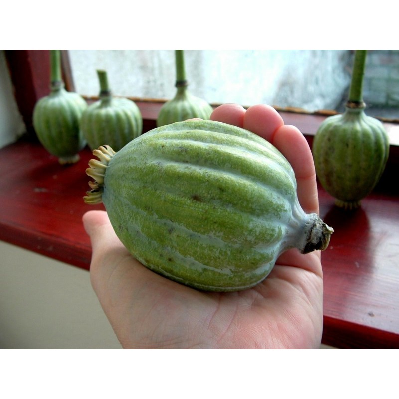1000 a 5000 Semillas de Adormidera o “planta del opio” 2.5 - 3
