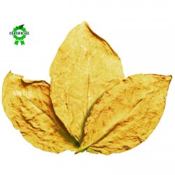 Sementes de Tabaco Virginia Gold 1.75 - 2