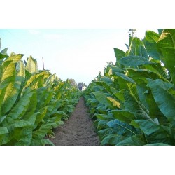 Virginia Gold Tobacco Seeds 1.75 - 3