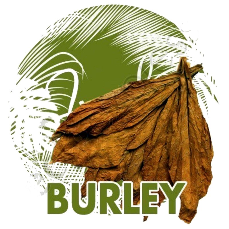 Sementes Burley Tobaco cacau como aroma 1.95 - 1