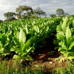 Burley Tobacco Seeds cocoa like aroma 1.95 - 2