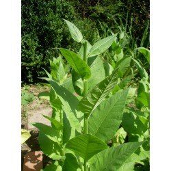 Семена табака Самсоун Ориент 1.75 - 3