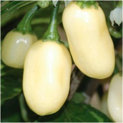 Sementes Da Pimenta Habanero White 1.85 - 1