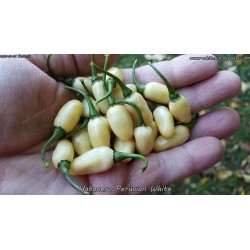 Semi di Peperoncino Habanero White 1.85 - 2