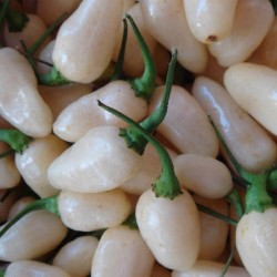 Σπόροι Τσίλι Habanero White - Λευκό 1.85 - 3