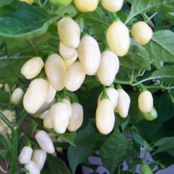 Sementes Da Pimenta Habanero White 1.85 - 4