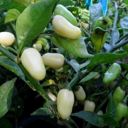 Σπόροι Τσίλι Habanero White - Λευκό 1.85 - 5