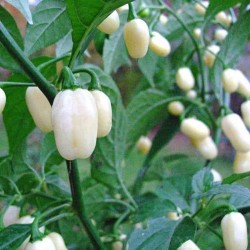 Sementes Da Pimenta Habanero White 1.85 - 6