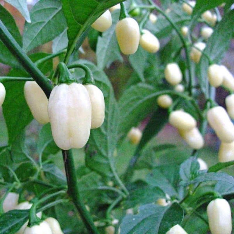Habanero Peruvian White Frön 1.85 - 6