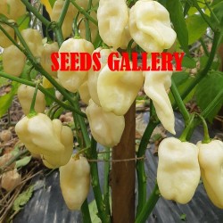 Giant White Habanero Seeds 1.95 - 2