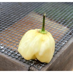 Σπόροι Τσίλι πιπέρι Giant White Habanero 1.95 - 6