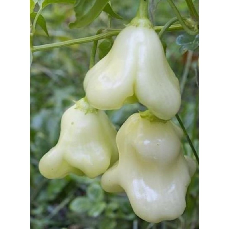 Aji White Fantasy Habanero Samen | 3,00 €