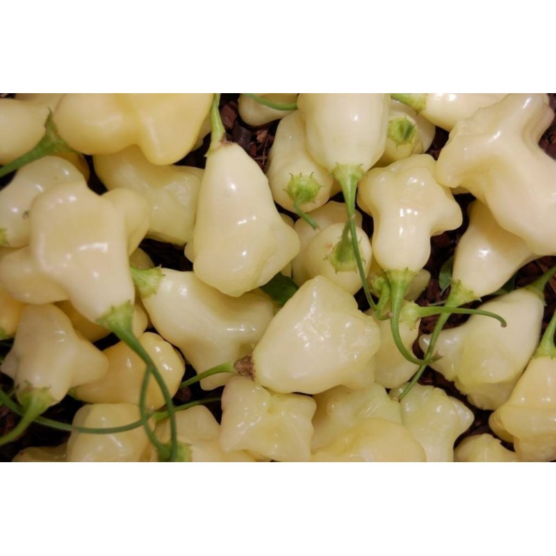 Aji White Fantasy Habanero Samen | 3,00 €
