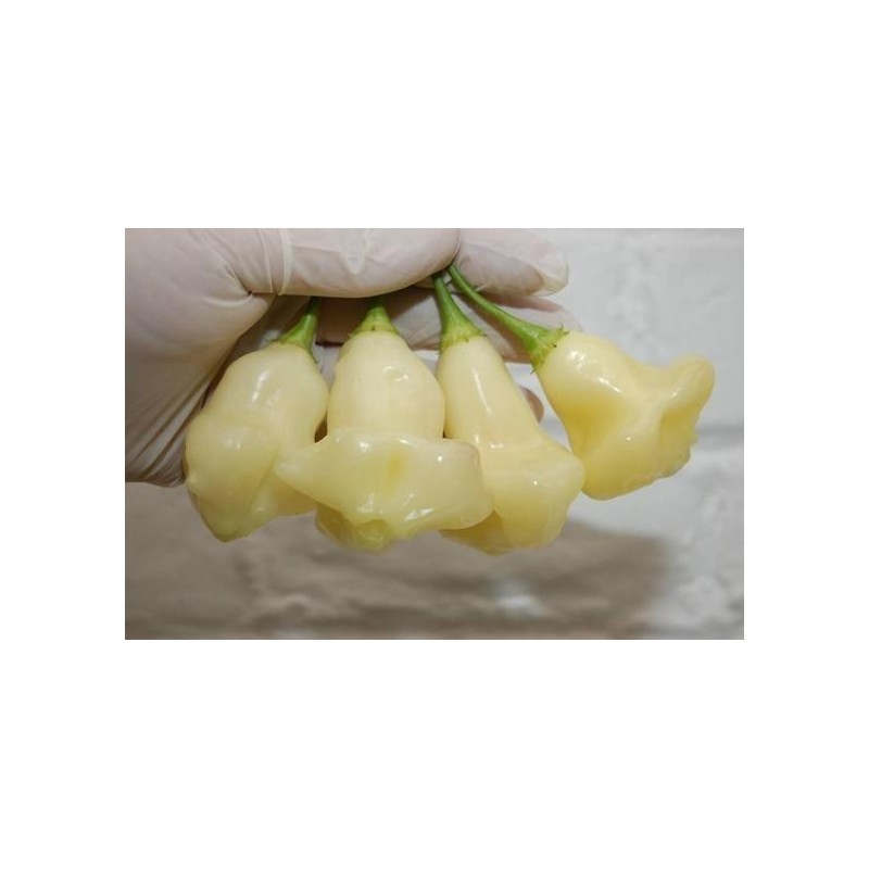 Aji White Fantasy Habanero Samen | 3,00 €
