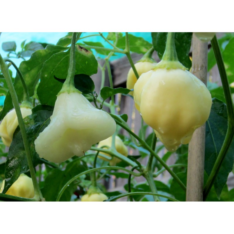 Aji White Fantasy Habanero Samen | 3,00 €
