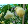 Aji White Fantasy Habanero Samen | 3,00 €