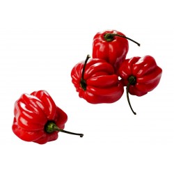 Habanero Madame Jeanette Red Seeds 2 - 1