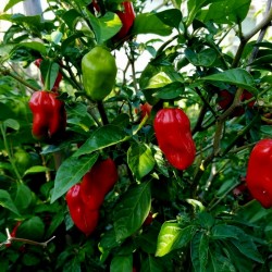 Habanero Madame Jeanette Red Seeds 2 - 2