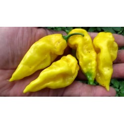 Semi di Peperoncino Habanero Hot Lemon 1.95 - 2