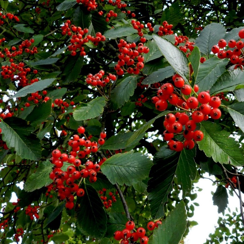 Oxel frön (Sorbus intermedia) 2.25 - 3