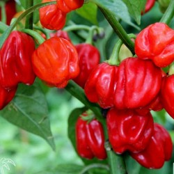 Gambia Habanero Rot Chili Samen Riesige Früchte 2 - 4