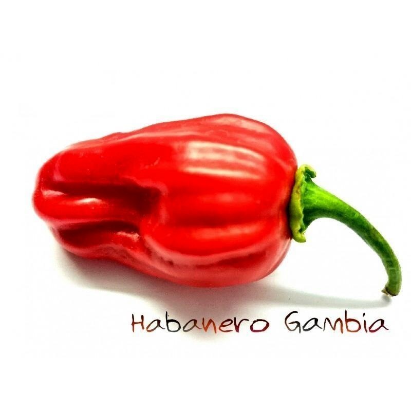 Gambia Habanero Red Chili Seme 2 - 7