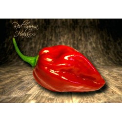 Σπόροι Habanero Savina Red Τσίλι - πιπέρι 2.45 - 4