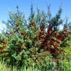 Russet Buffaloberry Seeds (Shepherdia canadensis) 2.75 - 2