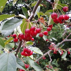 Japanska Jabuka seme bonsai (Malus sargentii) 1.95 - 3