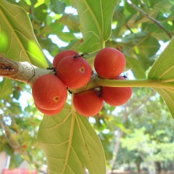 Σπόροι Ficus benghalensis δέντρο 1.5 - 2