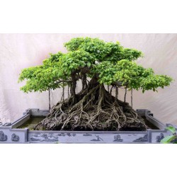 Σπόροι Ficus benghalensis δέντρο 1.5 - 3
