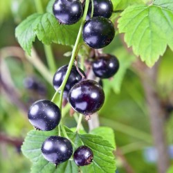 Σπόροι μαύρο Φραγκοστάφυλο (Ribes nigrum) 1.95 - 2