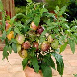 Pepino Dulce, Melon Pear Seeds (Solanum muricatum) 2.55 - 2