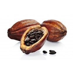 Семена Кака́о, шокола́дное де́рево (Theobroma cacao) 4 - 8