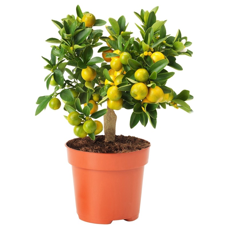 Price: €4.95 - Calamondin-Orange Zwergorange Samen - 