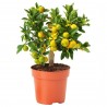 Semillas de Calamondina o Calamansí | 4,95 €