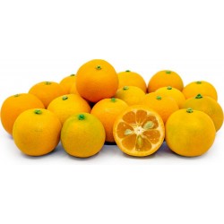 Sementes de Calamondín Naranjo chino 2.65 - 7