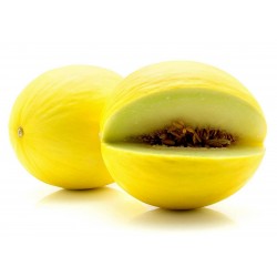 Kanarische Gelbe Honigmelone Samen 1.95 - 3