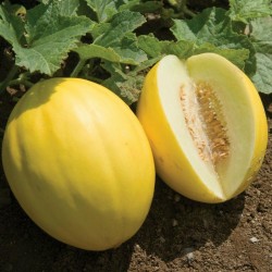 Semi Di Melone Giallo Di Paceco 1.95 - 2