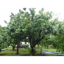 Longan-Baum Samen Exotische Frucht 3.5 - 3