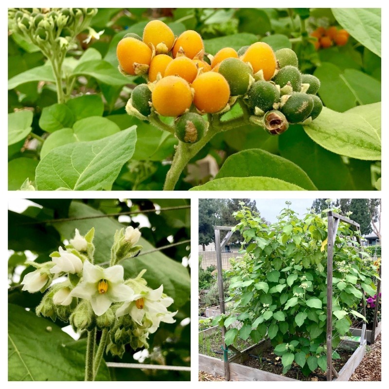 Sementes de Tamarillo Anão (Solanum abutiloides) | 2,05 €