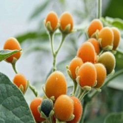 Semillas de Mini Tomate De Arbol Cyphomandra Abutiloides Fruta 2.05 - 4