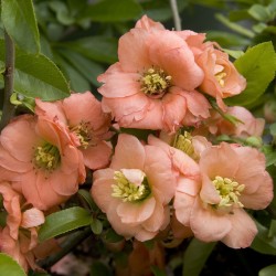 Flowering Quince Seeds 2.35 - 5