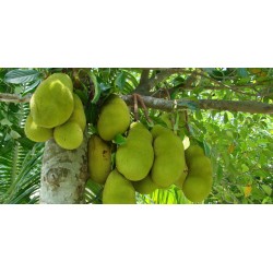 Semi Di Giaca, Catala, Jackfruit (Artocarpus heterophyllus) 5 - 8